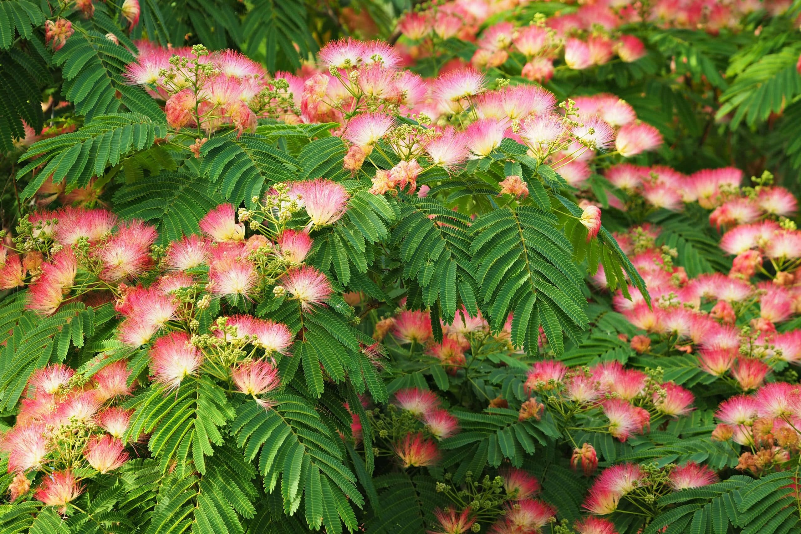 7 inconvénients de l'albizia à connaître