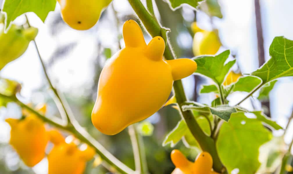 7 plantes méconnues aux fruits bizarres