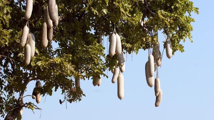 Arbre à saucisse de foie