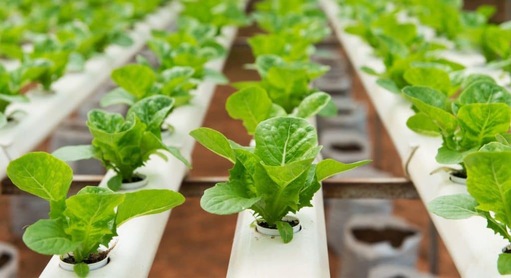 Besoins nutritionnels des plantes hydroponiques