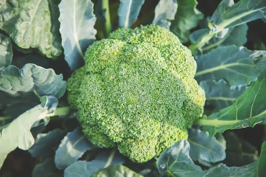 brocoli