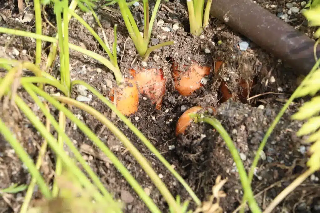carottes