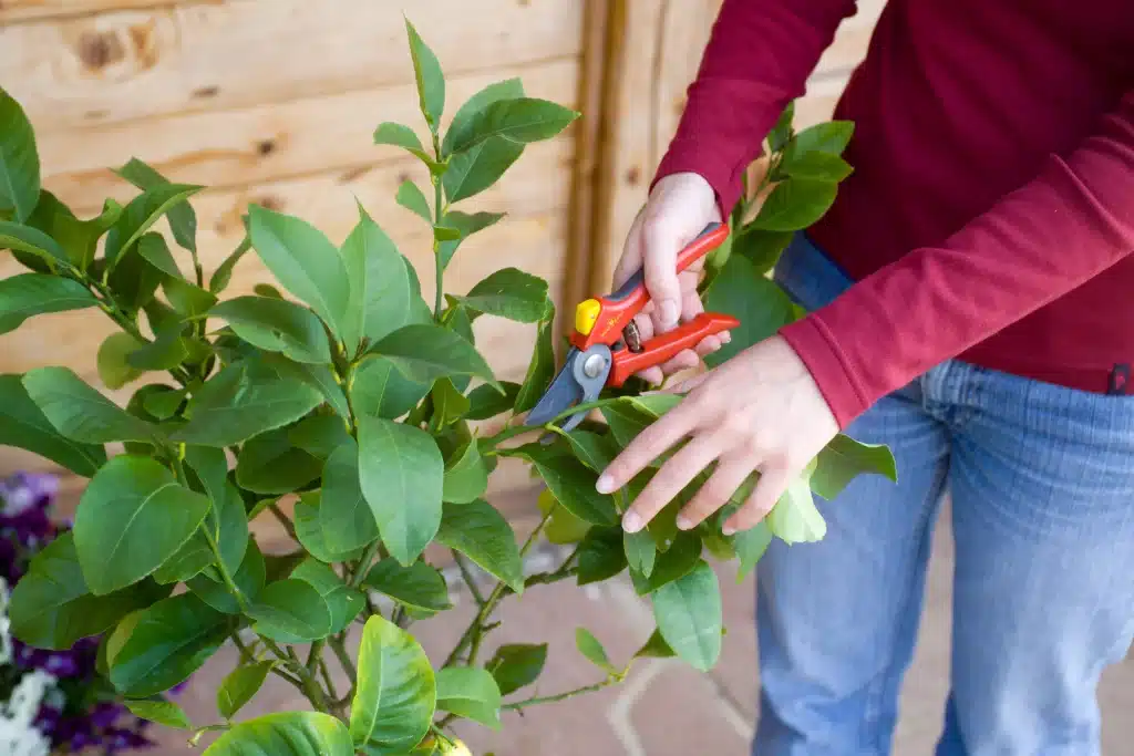 comment tailler le citronnier en pot