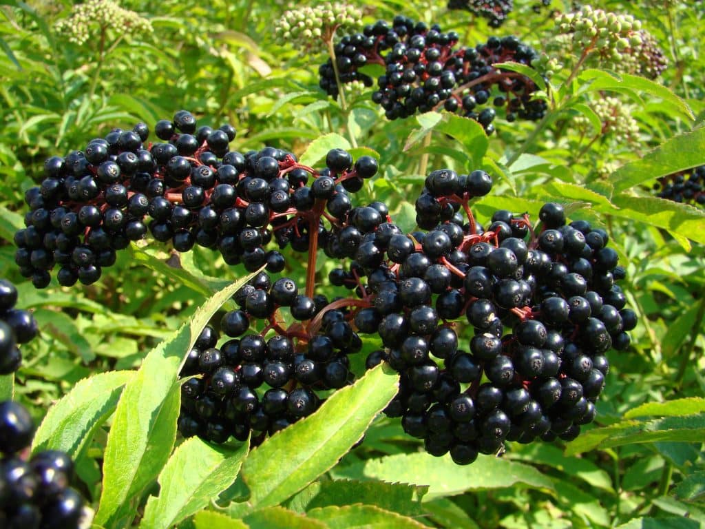 elderberry baie de sureau