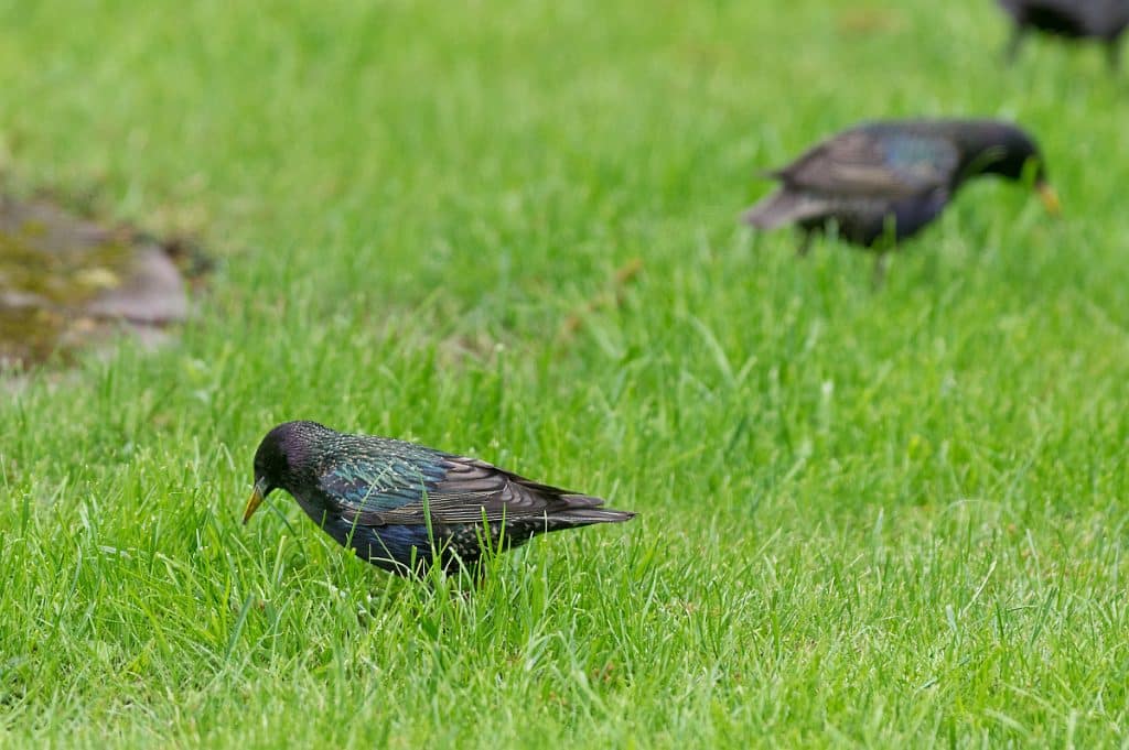 Étourneau dans le jardin