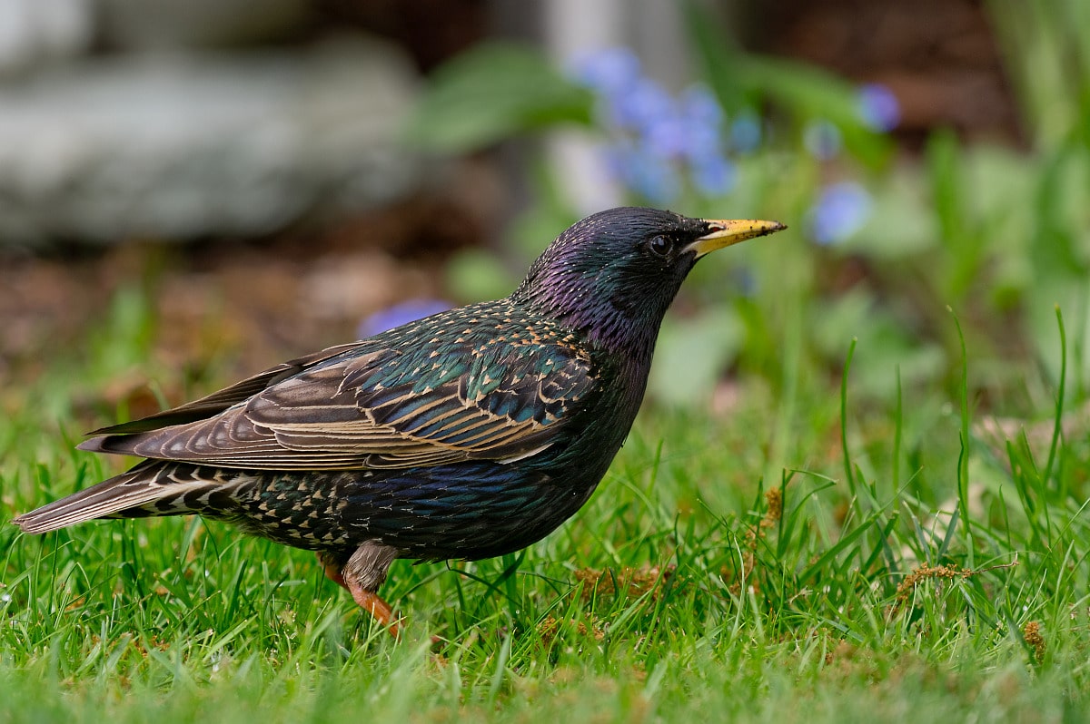 Étourneau dans le jardin ce qu'il faut savoir