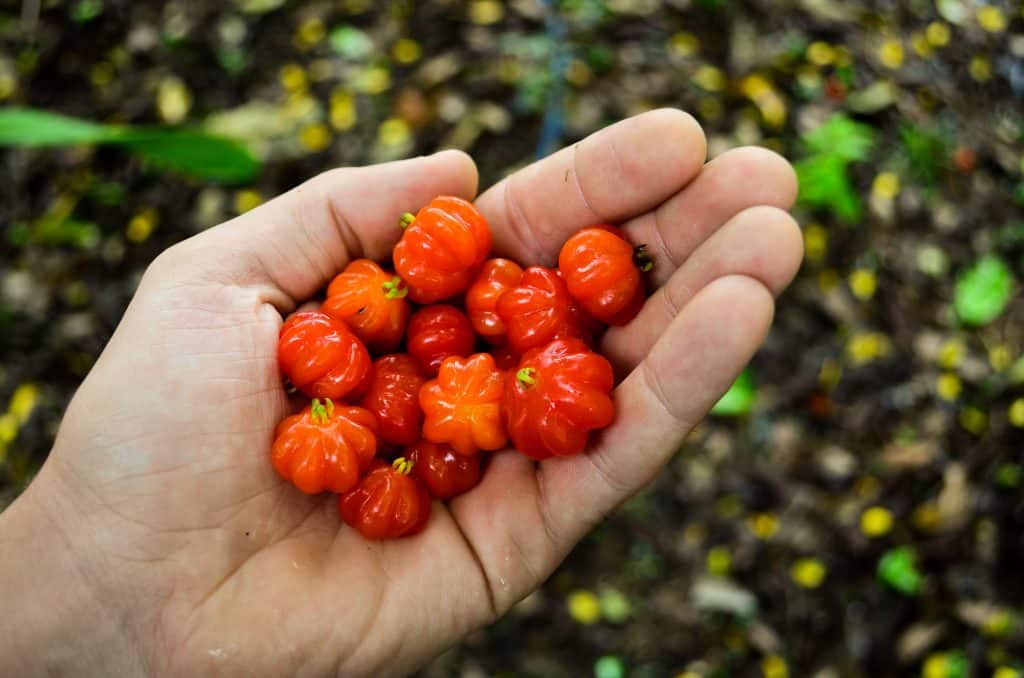 eugenia uniflora cerise de cayenne