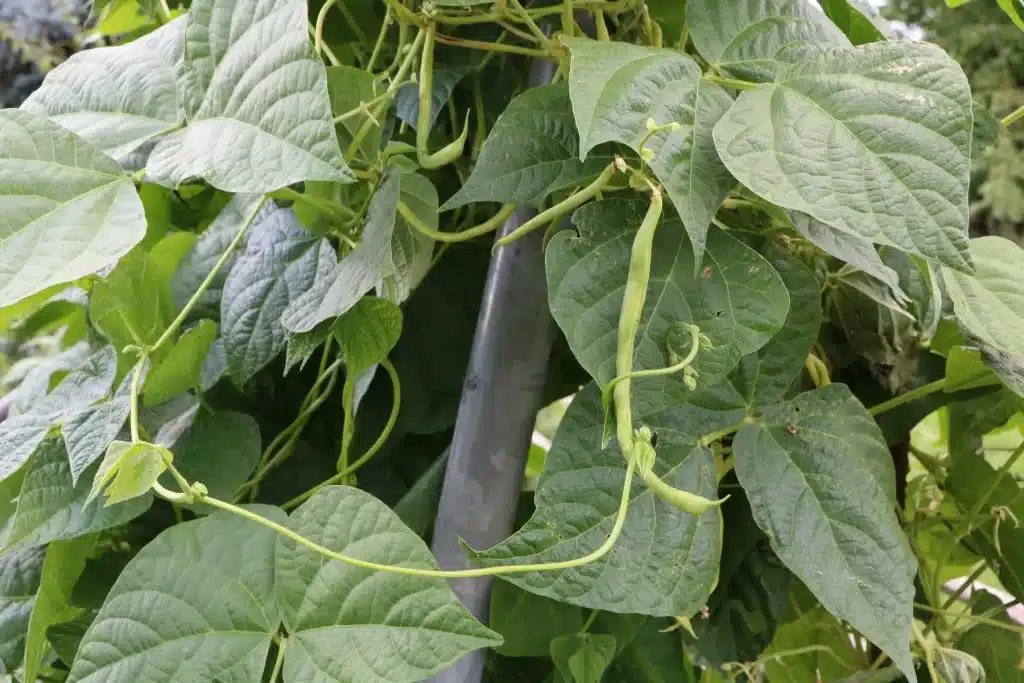 haricots nains