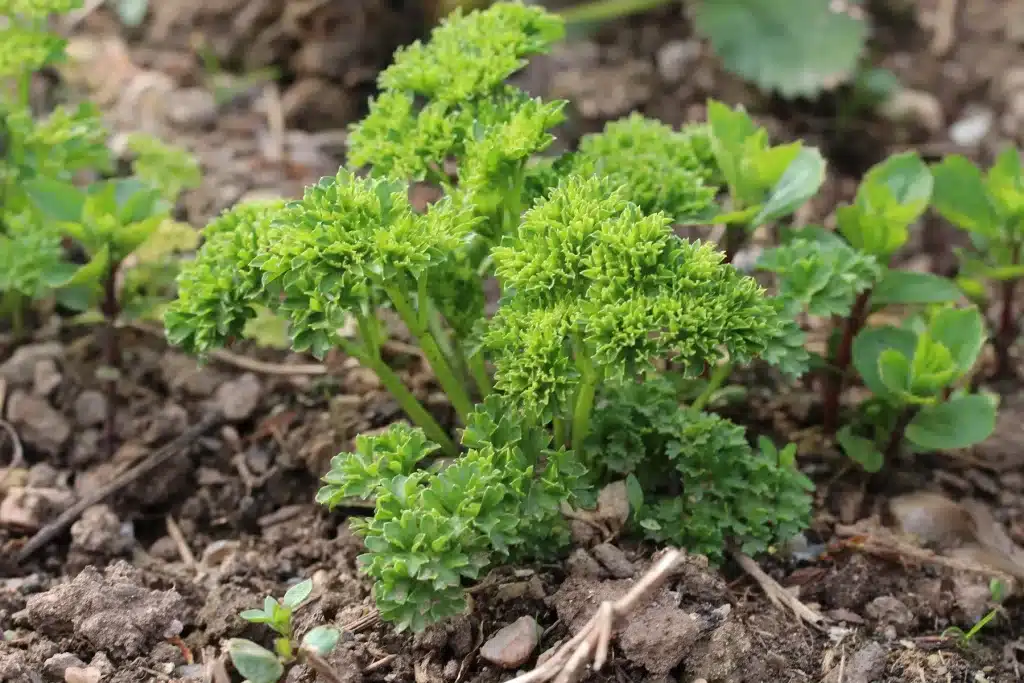 herbes aromatiques