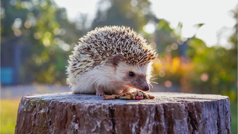hérisson sur un rondin de bois