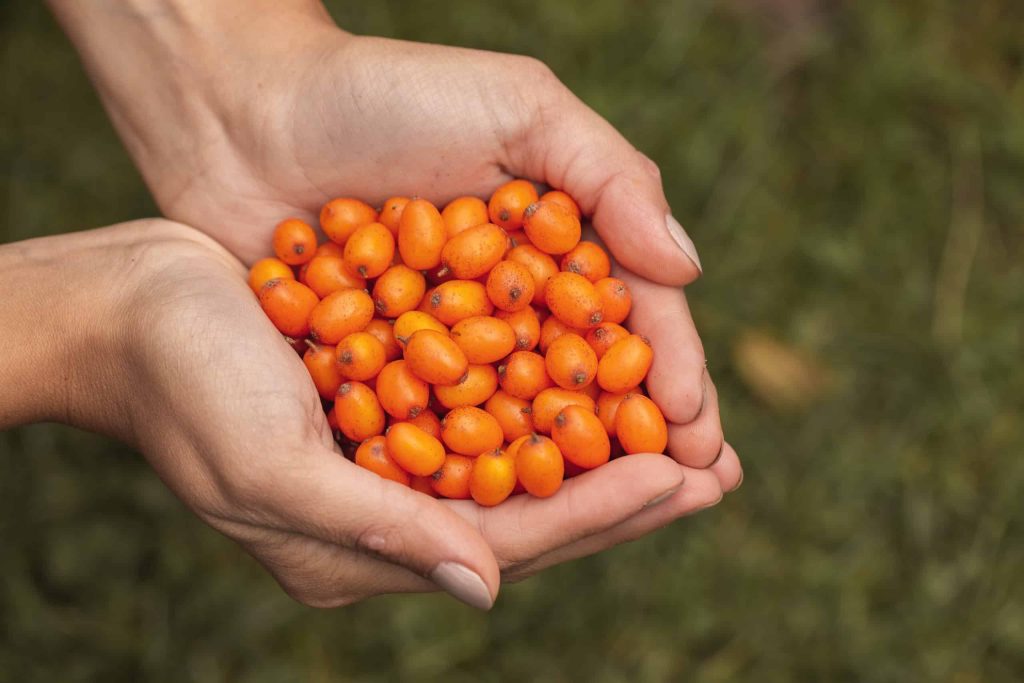 Hippophae rhamnoides argousier