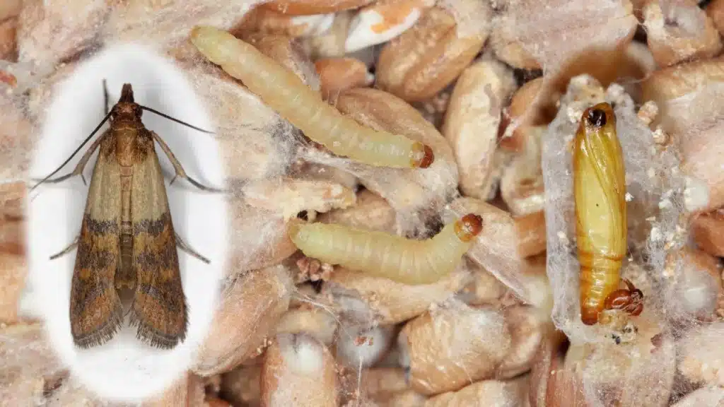 identifier la présence des mites alimentaires