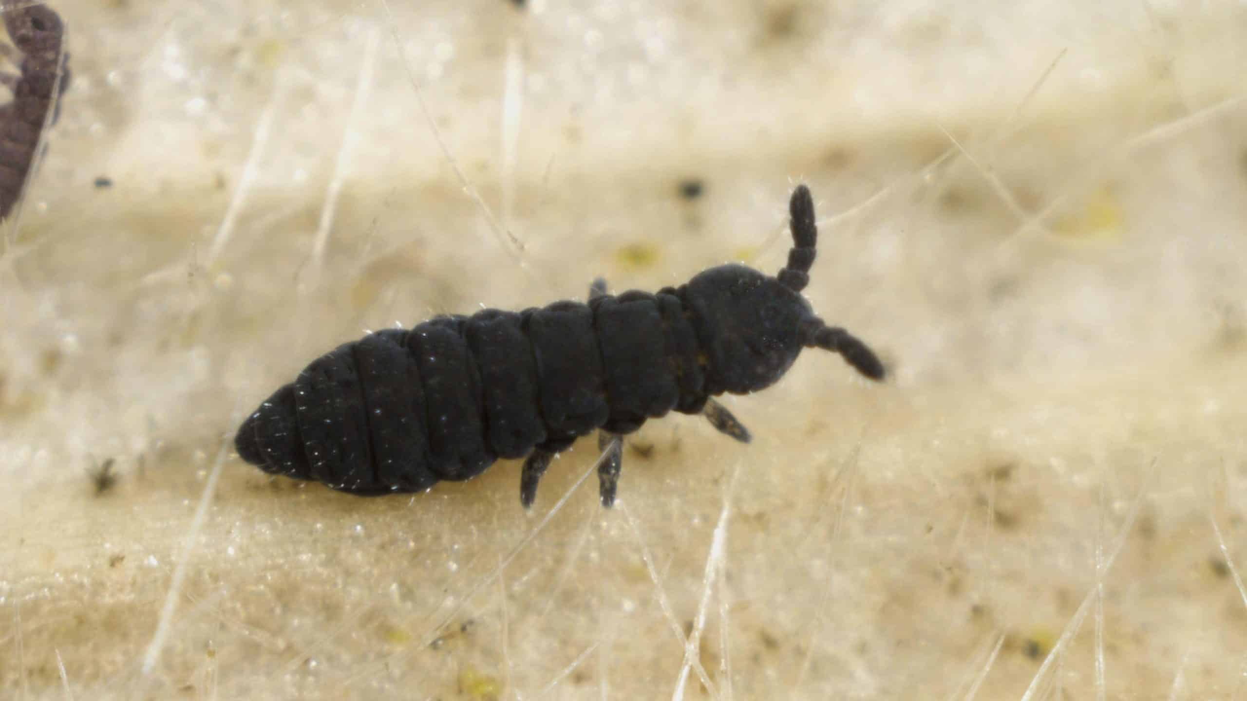 insectes noirs dans la maison comment les identifier