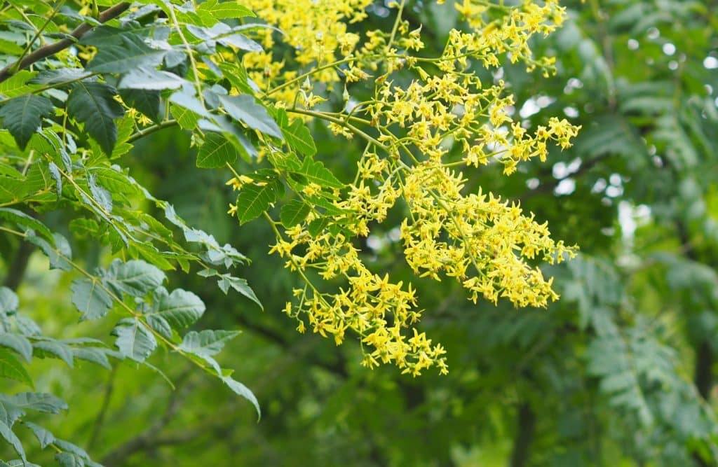Koelreuteria paniculata