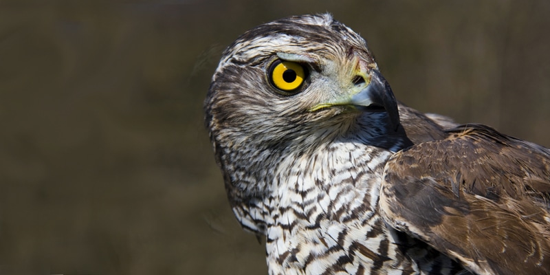 l'habitat naturel des rapaces en isère