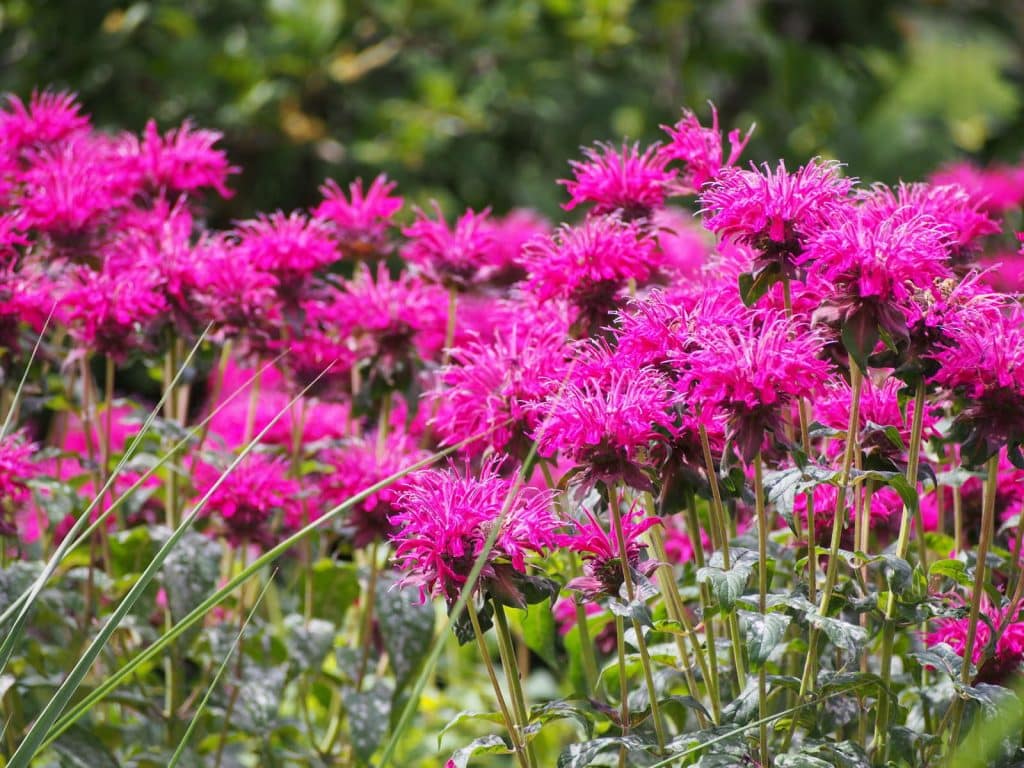 monarde citronnée