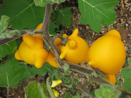 morelle mammiforme