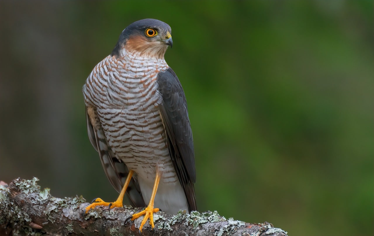observer les rapaces d'isère en vol