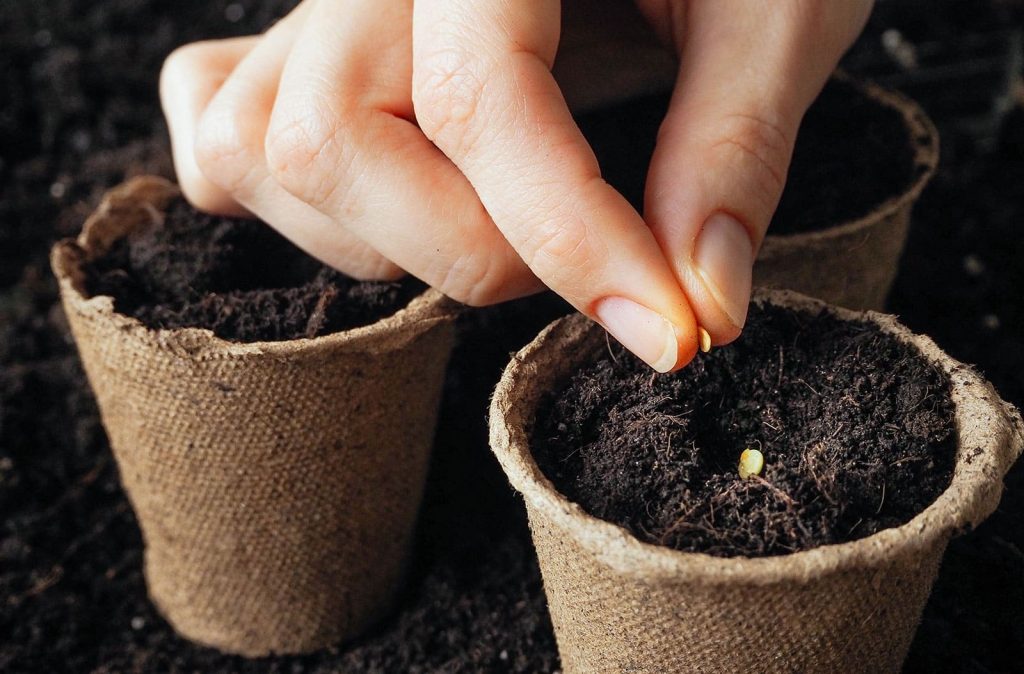 planter les graines trop profondément