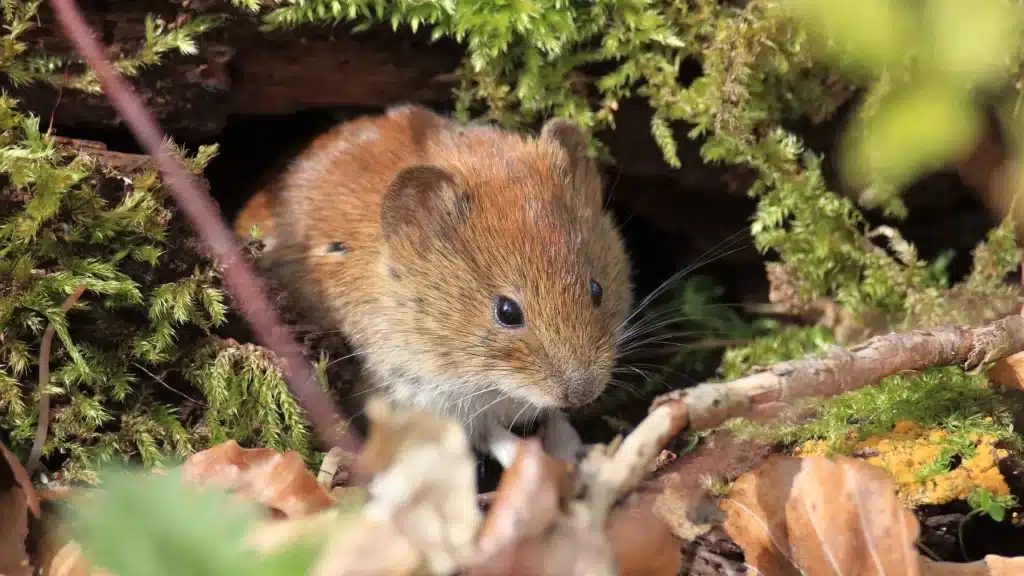 plantes répulsives pour éloigner les mulots