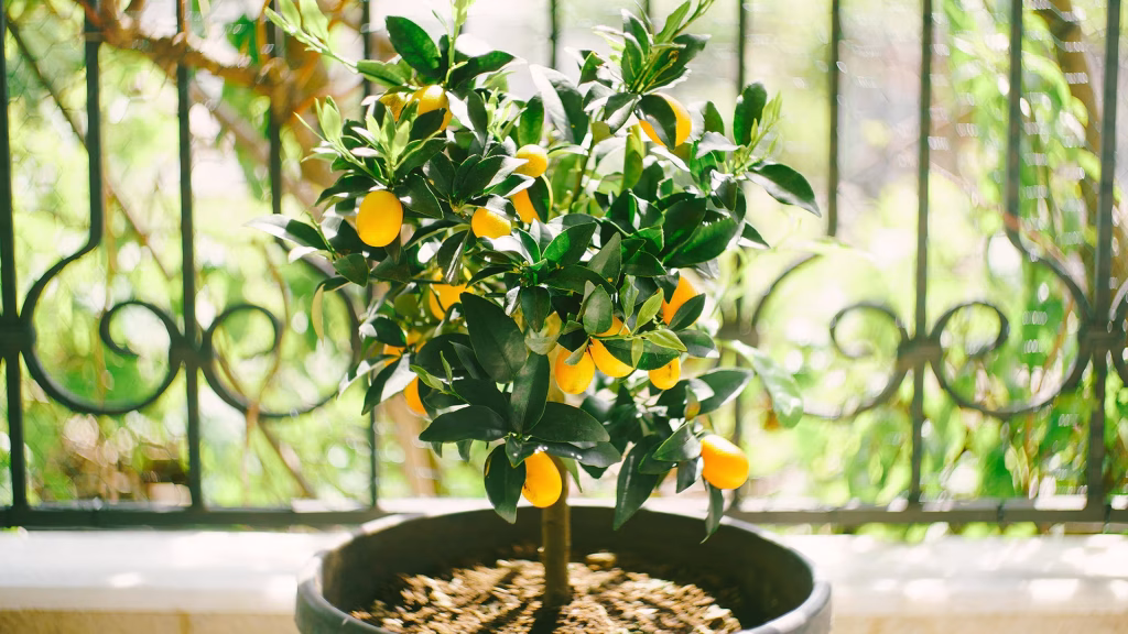pourquoi faut il tailler un citronnier en pot
