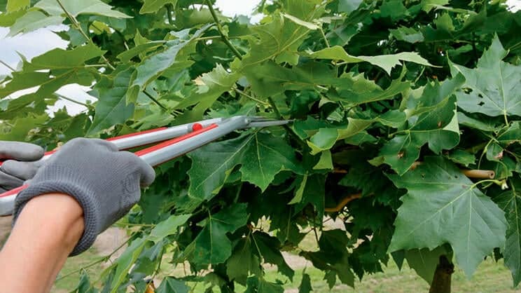 pourquoi tailler un mûrier platane