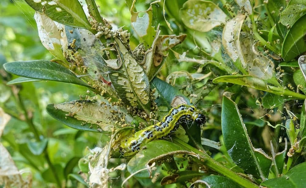 pourquoi utiliser le vinaigre blanc pour lutter contre la pyrale du buis