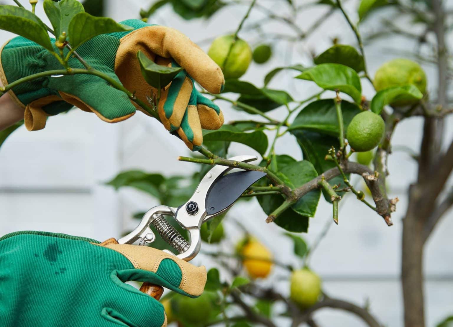Quand et comment tailler un citronnier en pot : Nos conseils