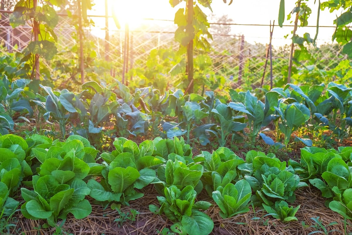 que semer et planter en juillet au potager