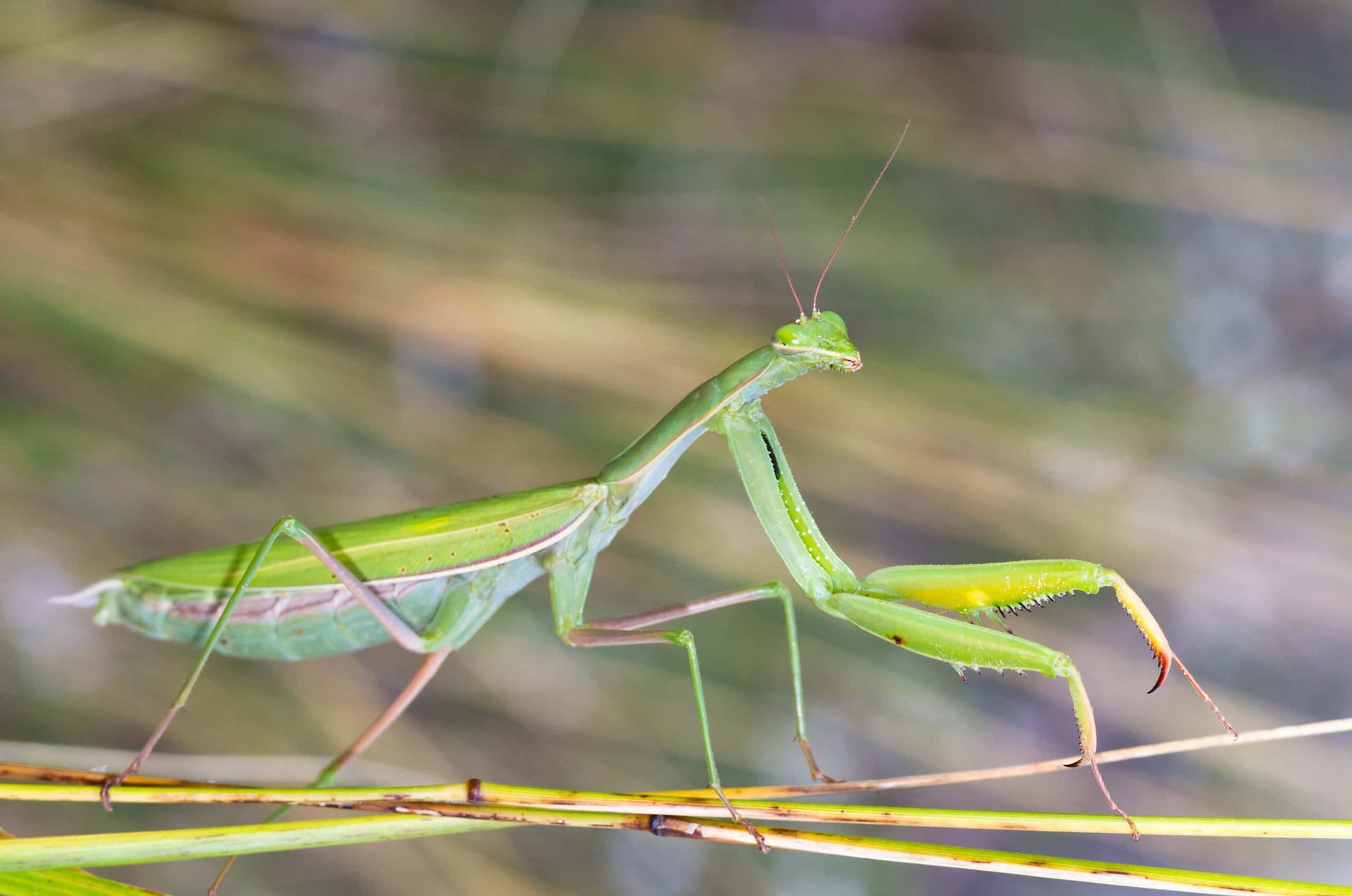 quelle est la signification des mantes religieuses