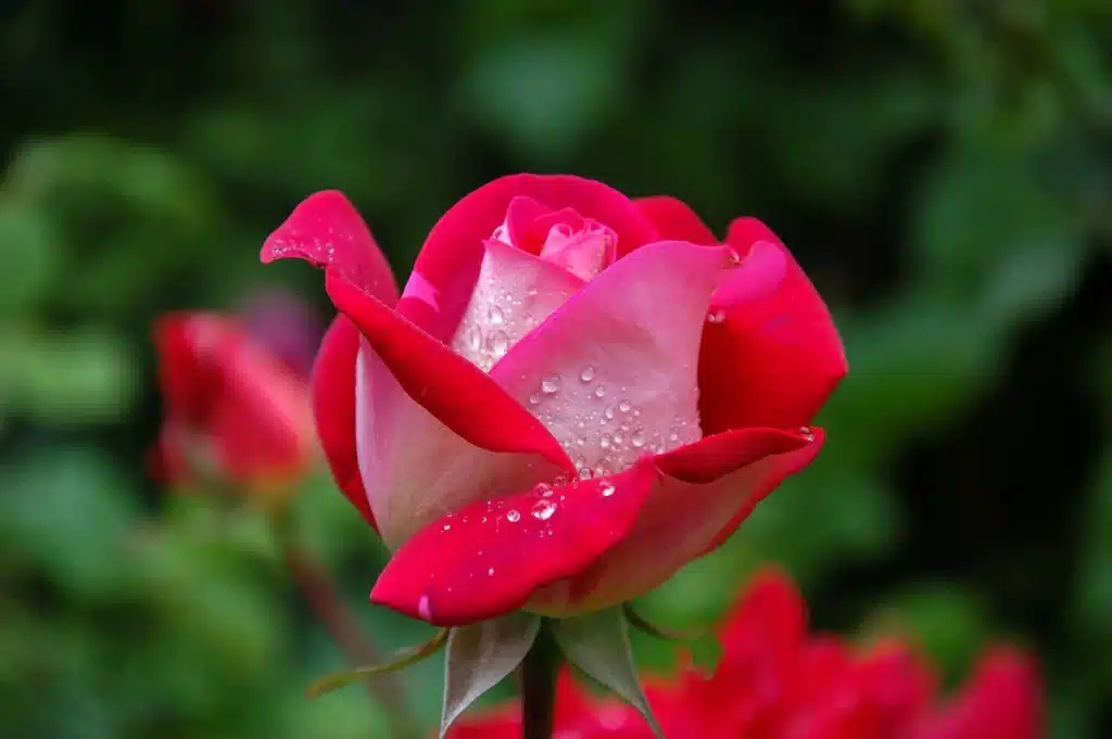 quelles fleurs peut on faire sécher