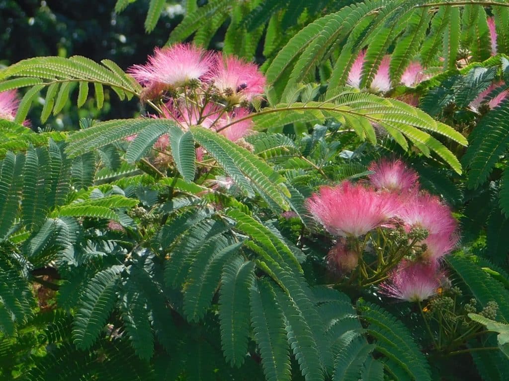 quels sont les inconvénients des albizia
