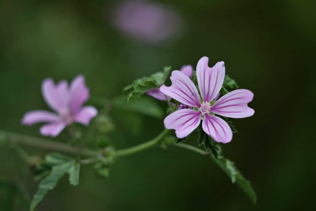 récolte de graines la mauve sylvestre