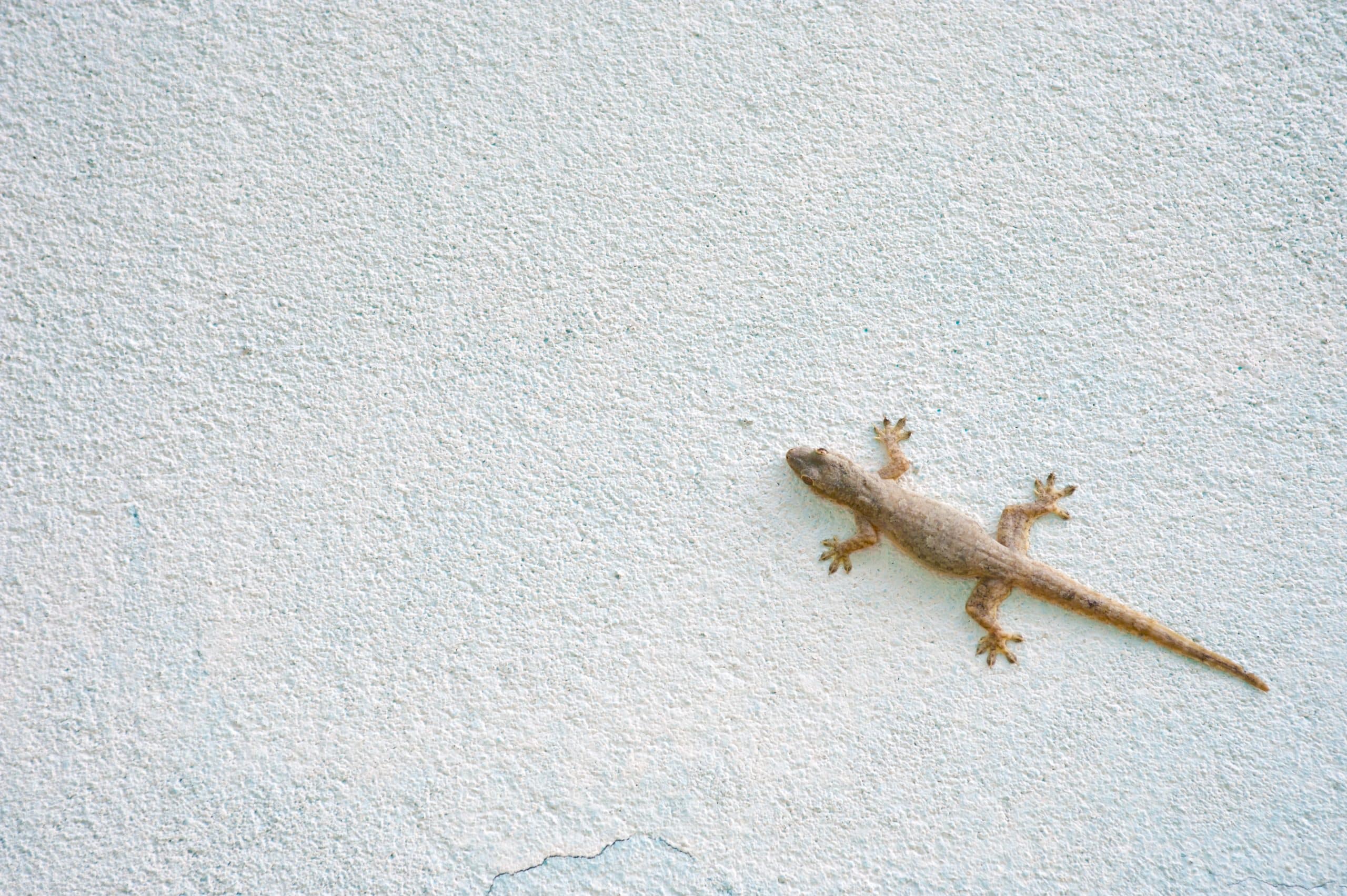 Salamandre dans la maison