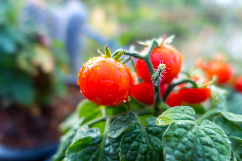 tomate