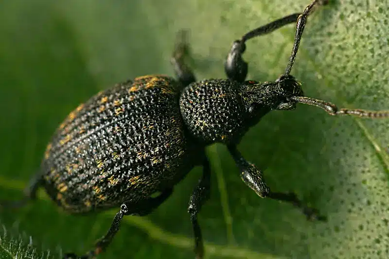 types d'insectes noirs domestiques