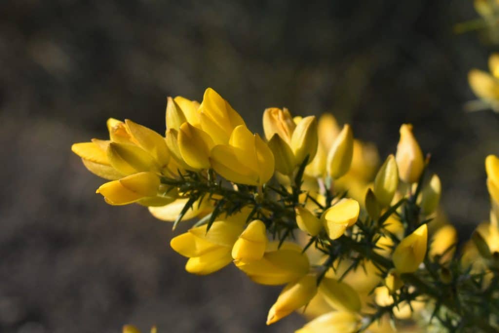 ulex europaeus