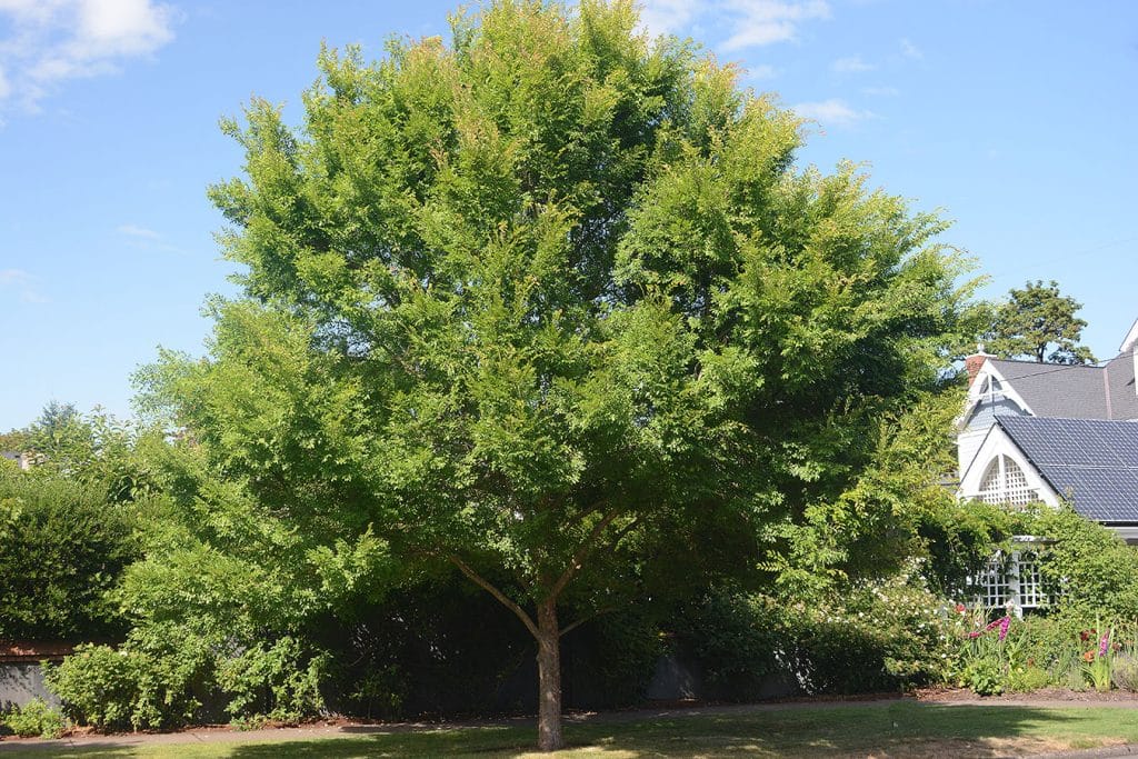 ulmus parvifolia