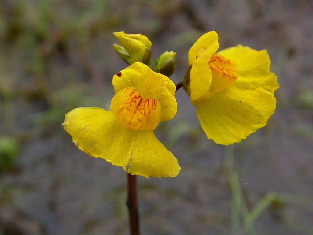 utricularia vulgaris