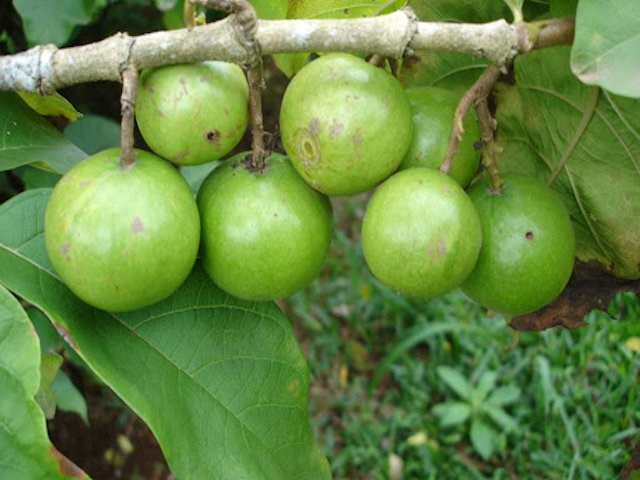 vavangue vangueria madagascariensis