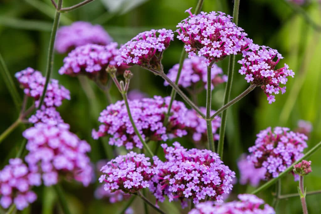 verveine