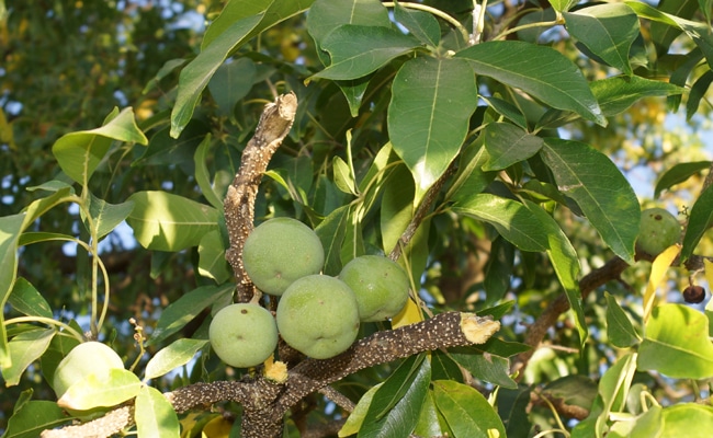 zapote blanc