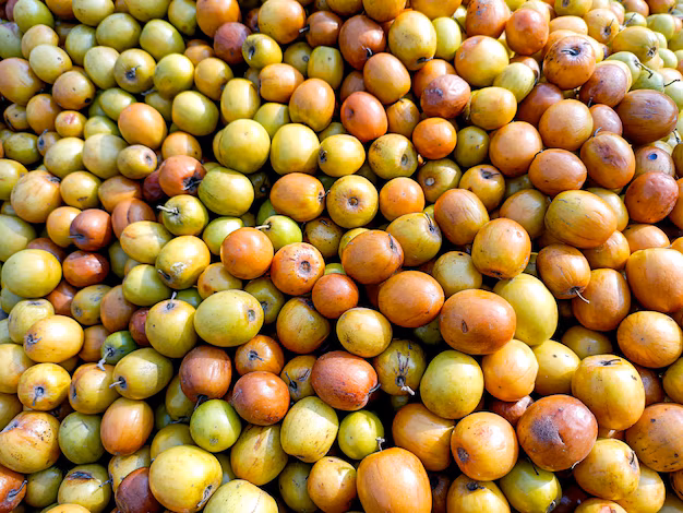 ziziphus mauritiana