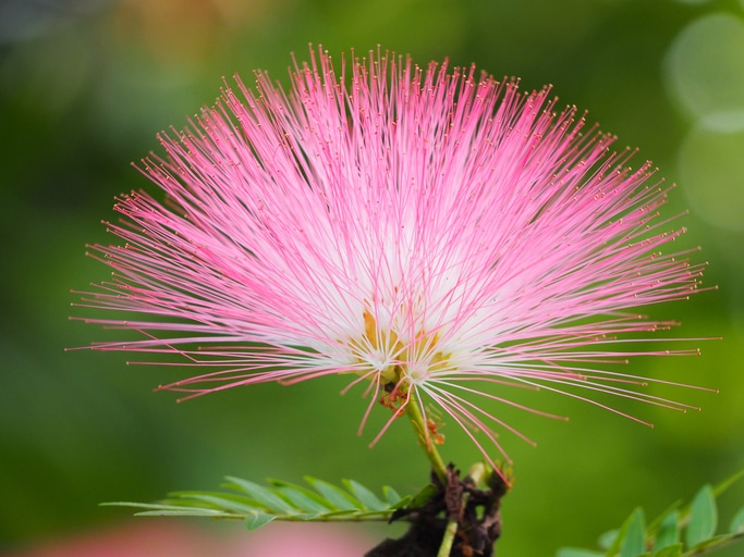 Albizia