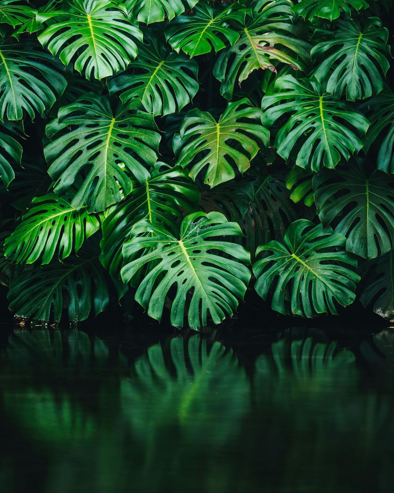 abondance de feuilles de monstera vertes et luxuriantes au-dessus d'un lac