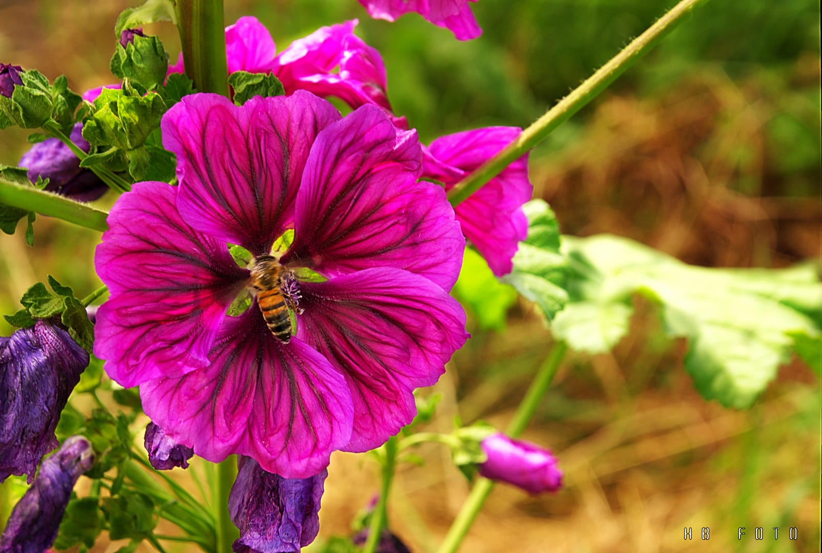 fleur en u