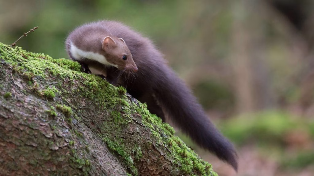 fouine sur un arbre