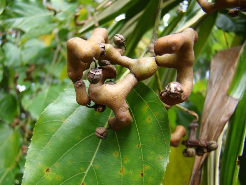 hovenia raisinier de chine