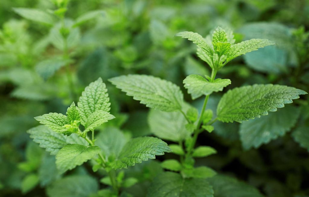 mélisse citronnelle