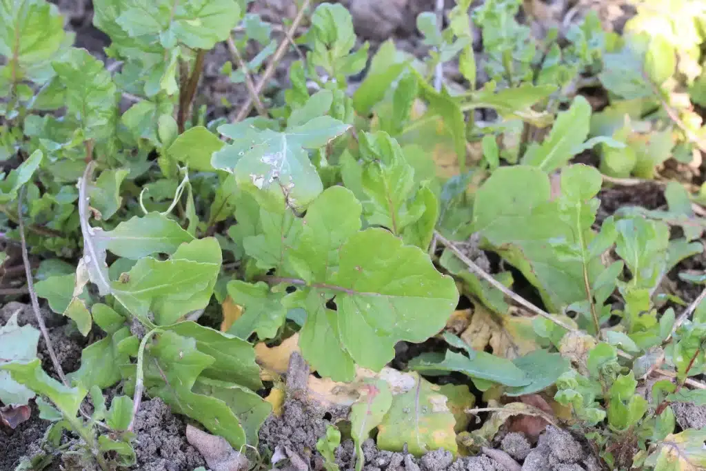 roquette
